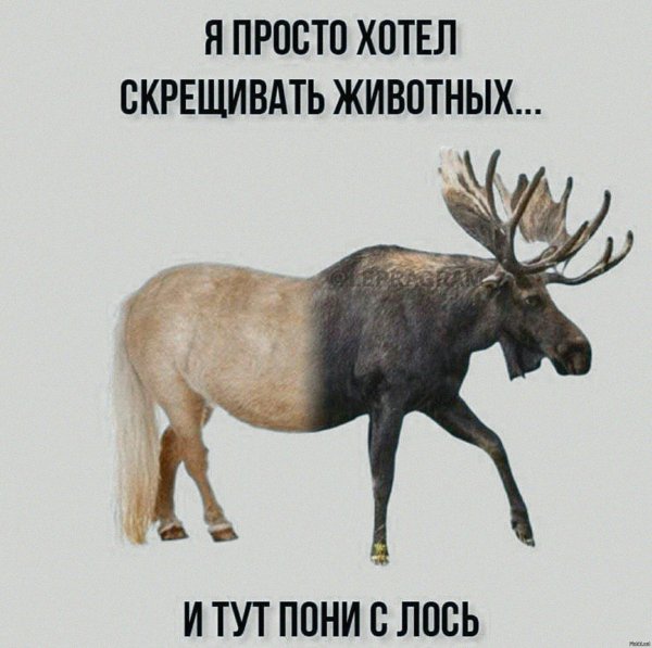 скрещенные животные