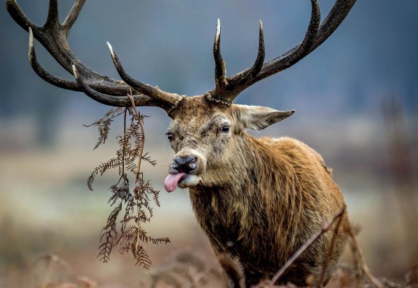 олень благородный
