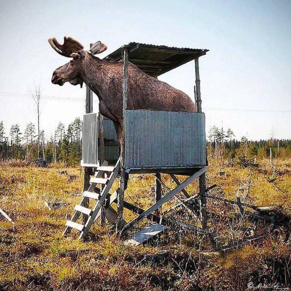 кормушка для лосей в лесу