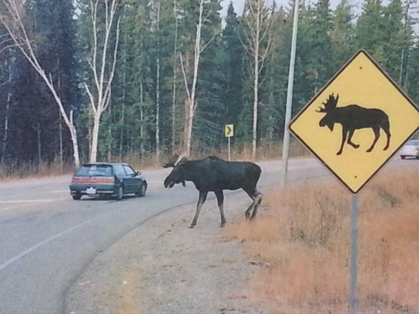 знак осторожно лоси