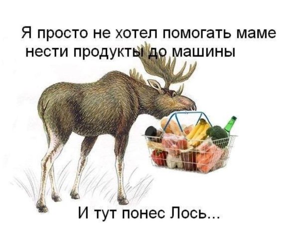 шутки про лося