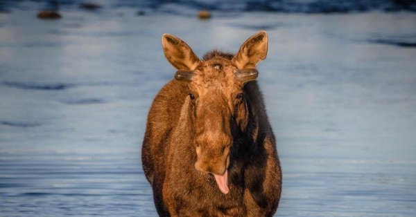 американские лоси