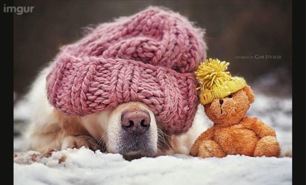 милая собака