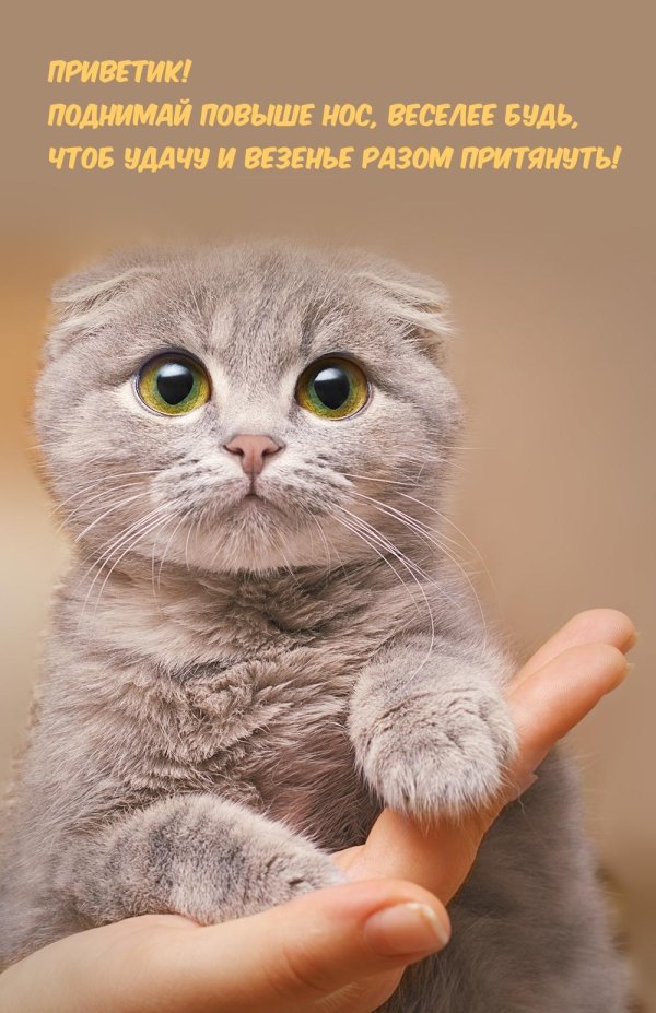 котенок шотландская вислоухая