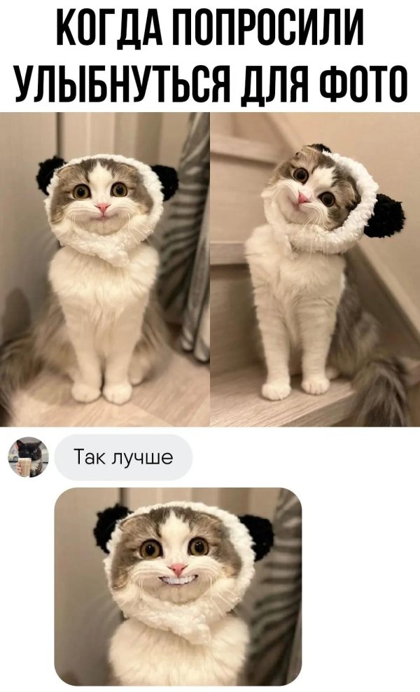 улыбка кошки