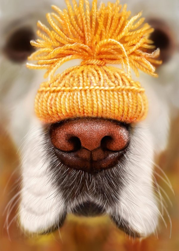 животные в шапочках