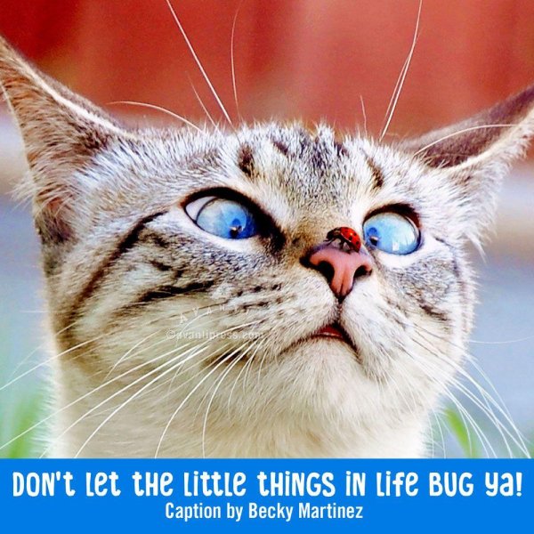 кошачья мордочка