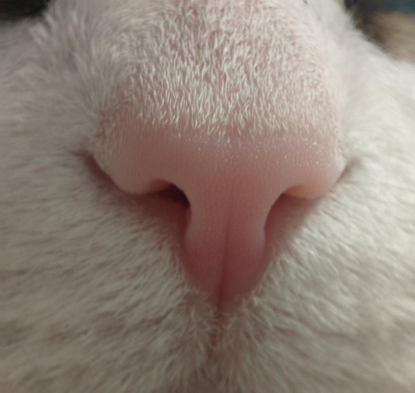 носики котиков