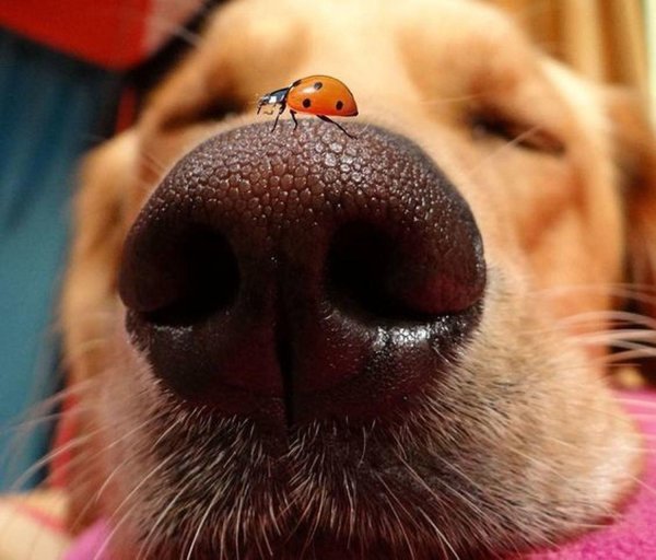 смешная собака