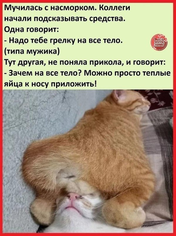 спящие коты