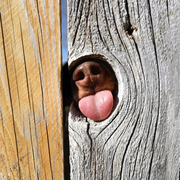 дырка в заборе