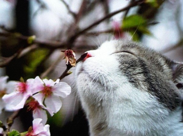 весна животные