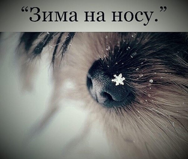 снежинка на носу