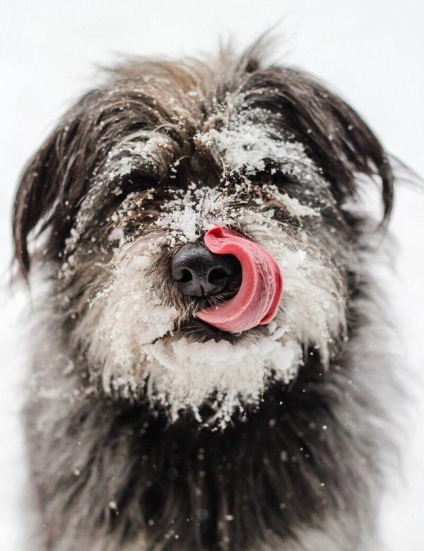 лохмач терьер