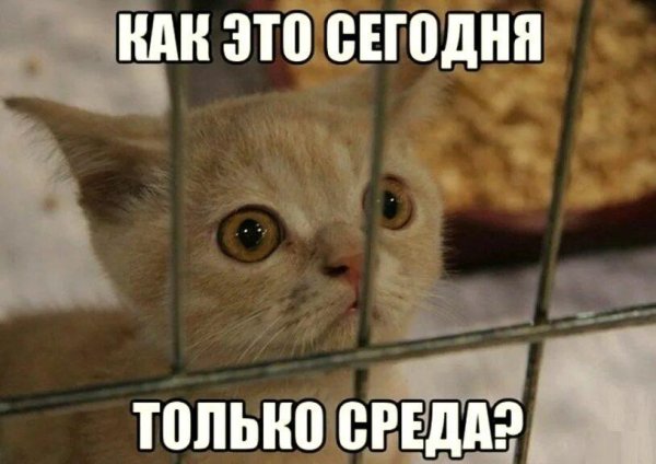 Среда