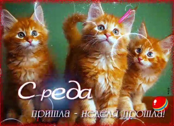 мейн кун котенок