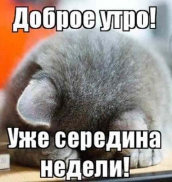 понедельник котики