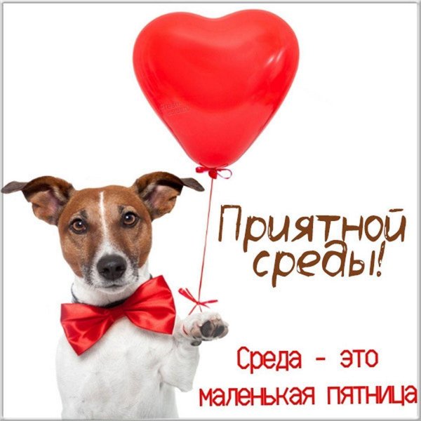 джек рассел