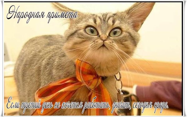 доброе утро среда смешные