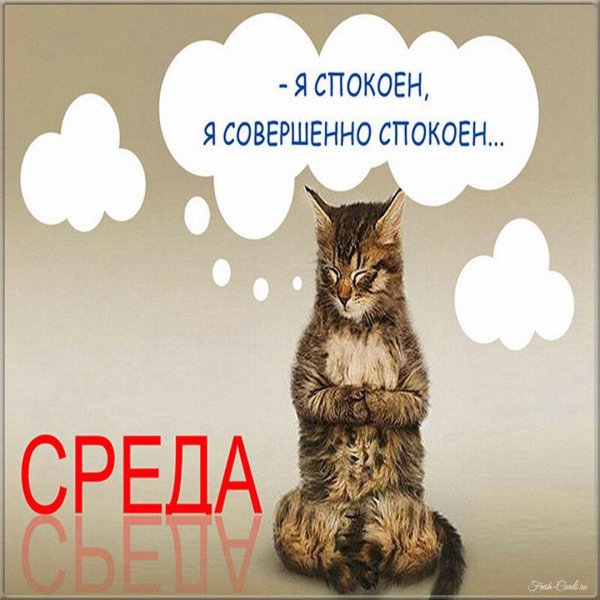 котик медитирует