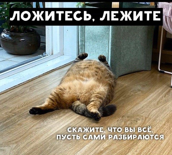 толстые коты