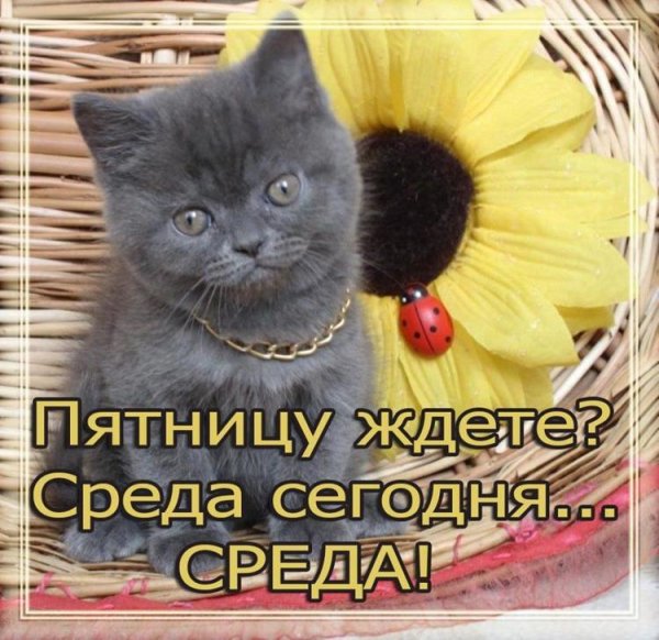 котики среда