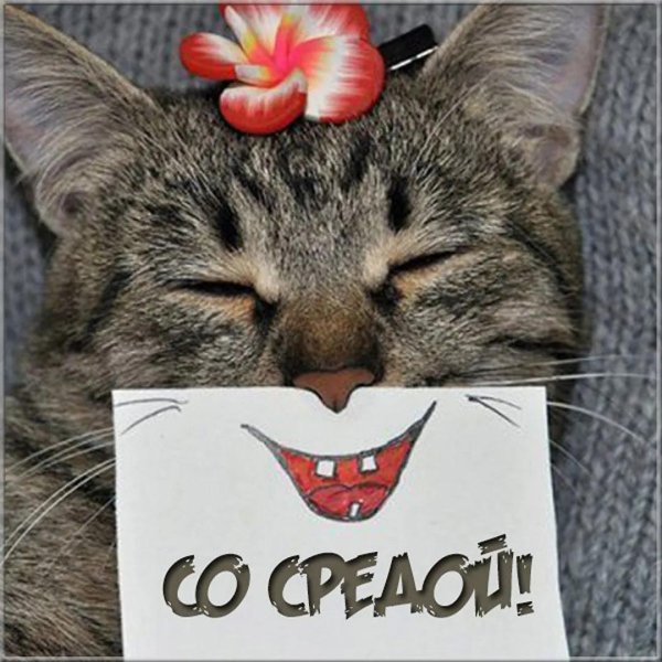 веселые котики