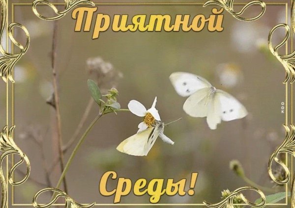 открытки доброй среды