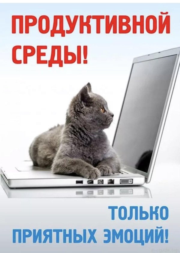котик за компьютером