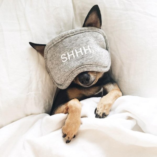 крутая собака