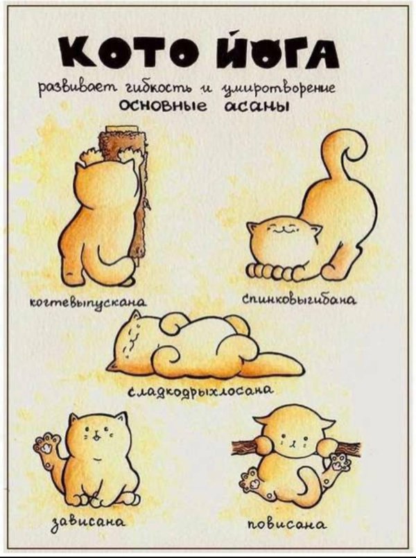 йога котики