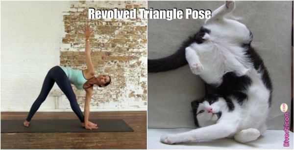 поза кошечка