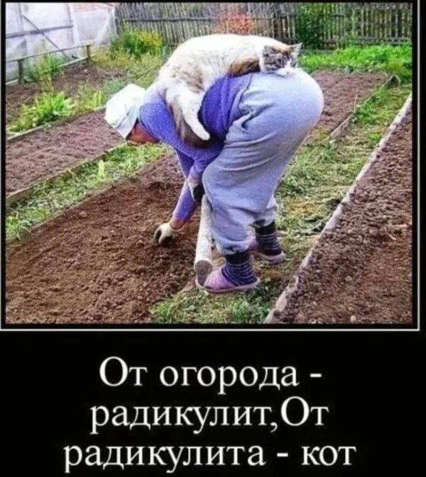 огород юмор