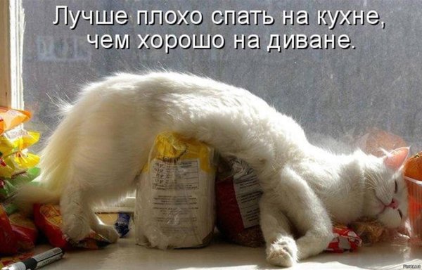 коты юмор