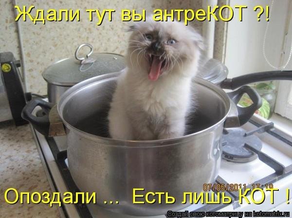 кот в кастрюле