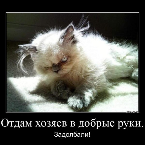 злой котенок