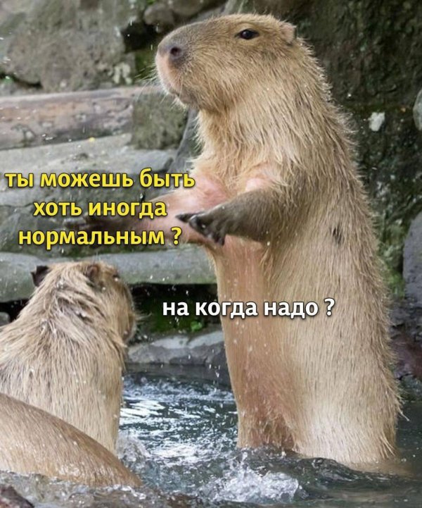 животное капибара