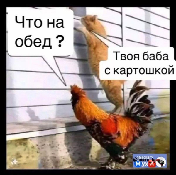 рыжий петух