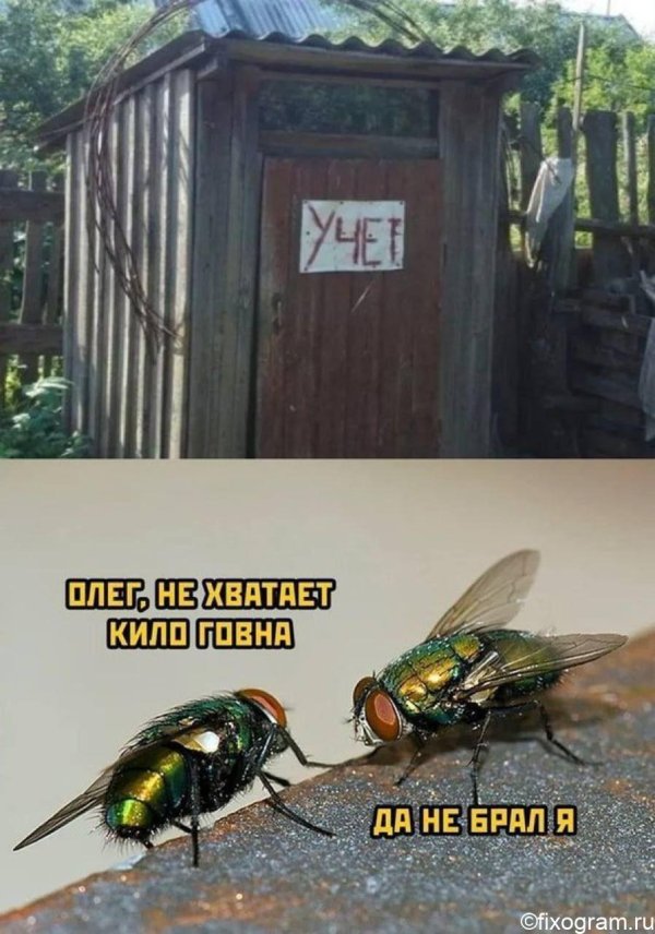 навозная муха