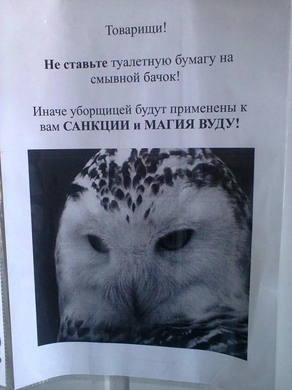 филин белый