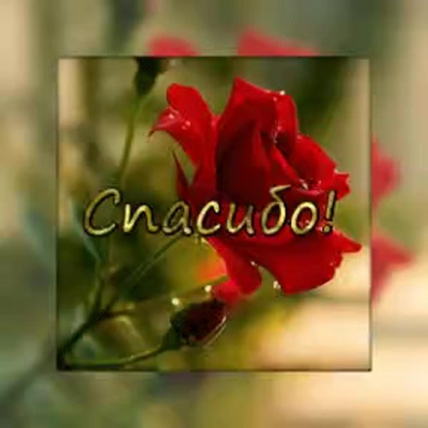 открытки красивые спасибо