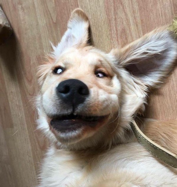 животные забавные