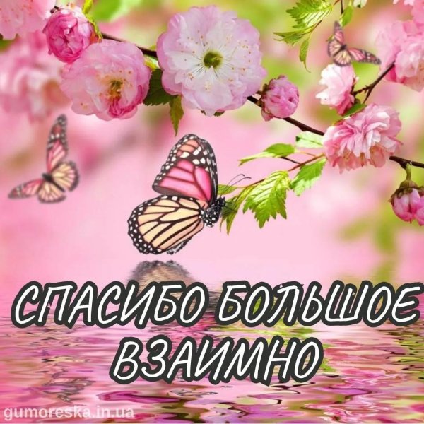 розовая бабочка