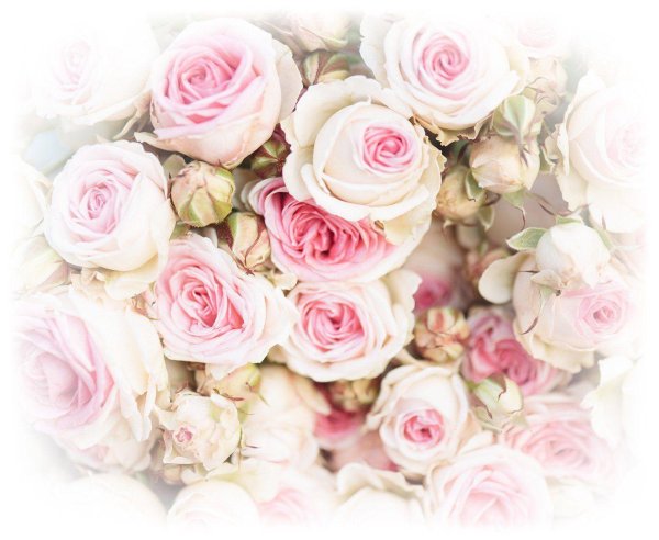 розы светлые