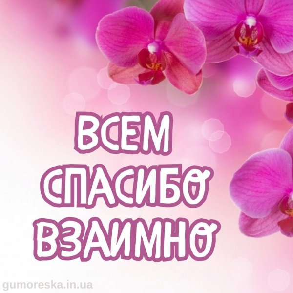 фон орхидеи