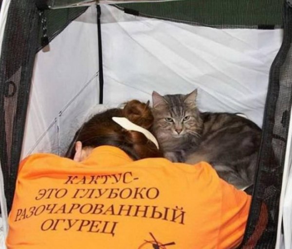 смешно с надписями