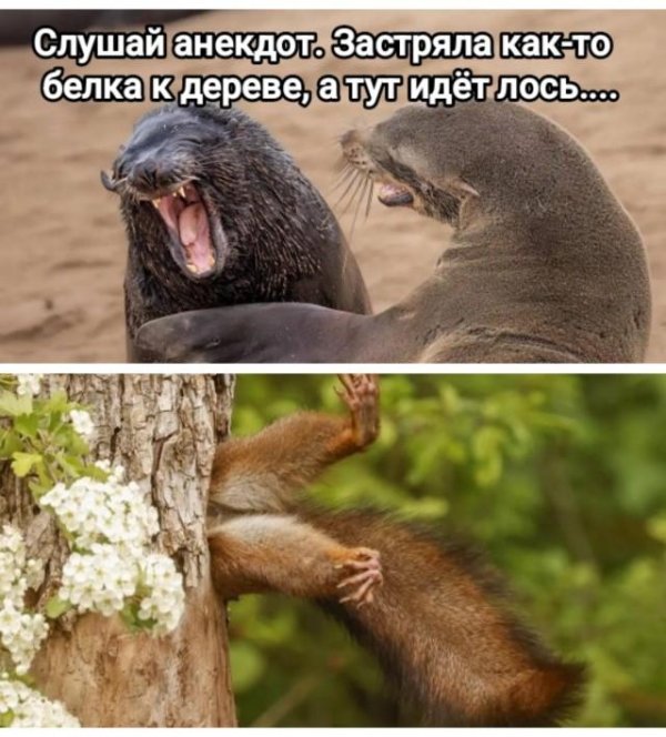 дикие животное