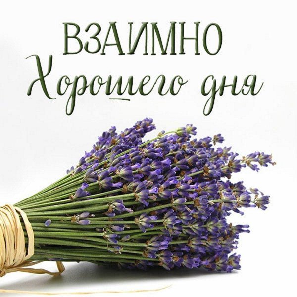 цветки лаванды