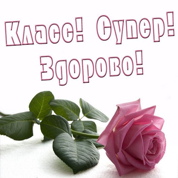 розовая роза