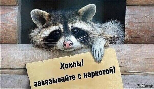 енот полоскун